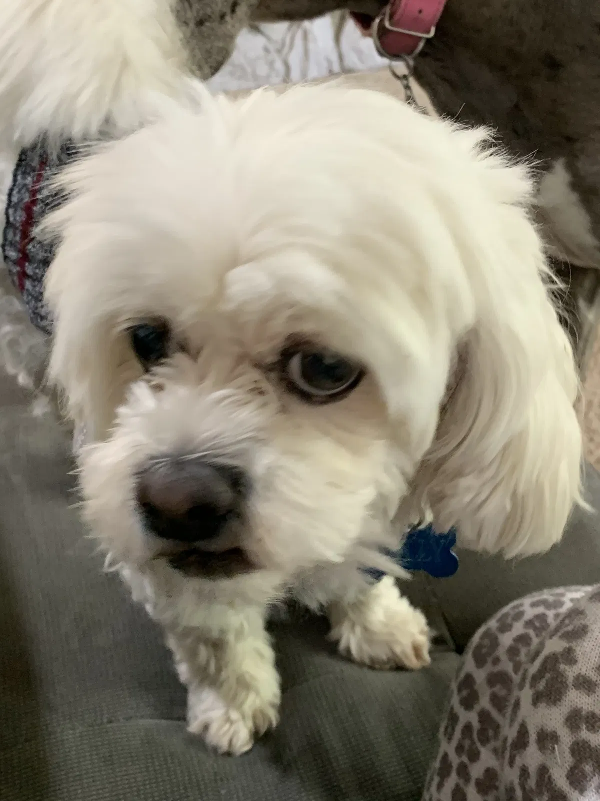 Lost dog in Southlake, TX, 76092