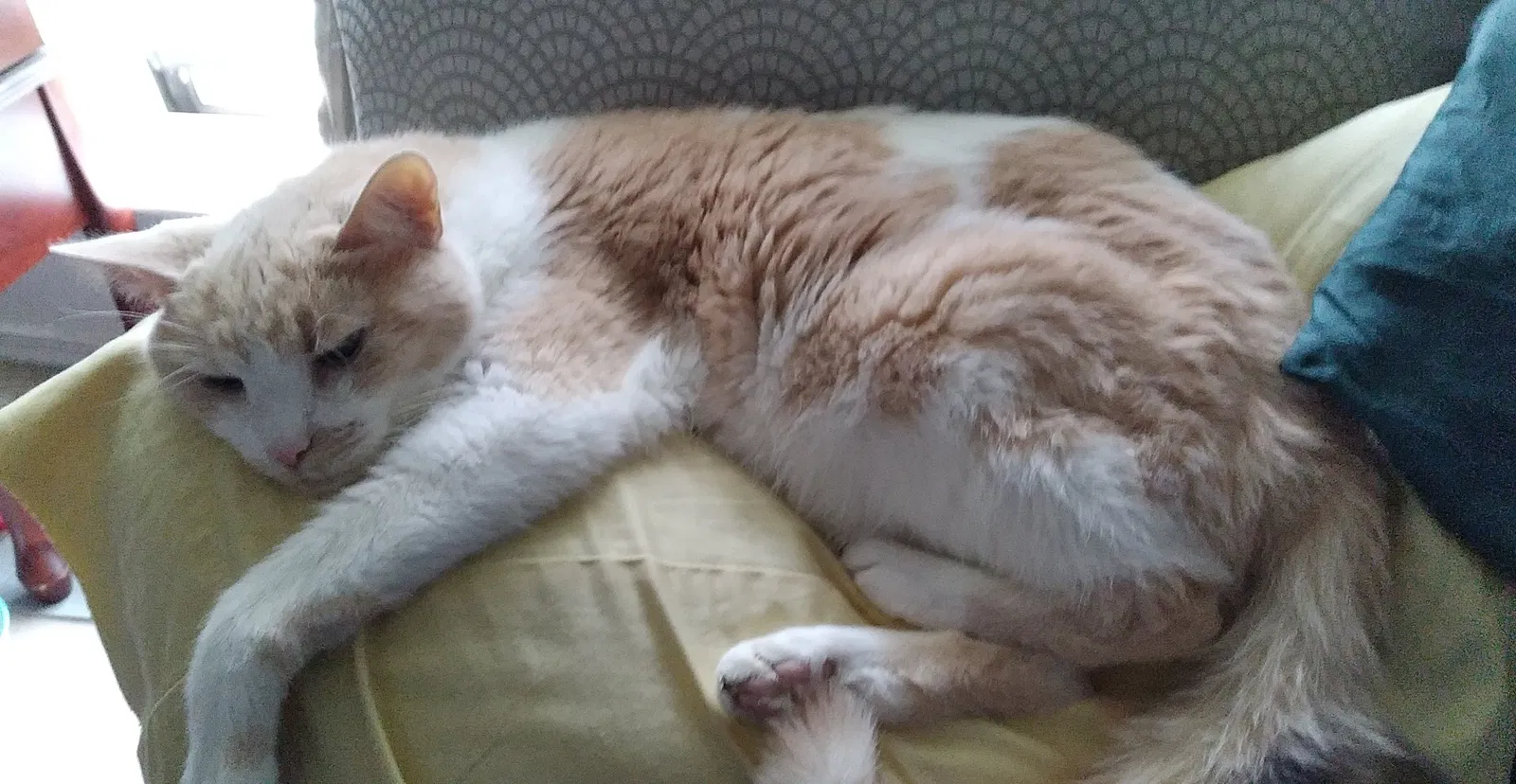 Lost cat in Plano, TX, 75074