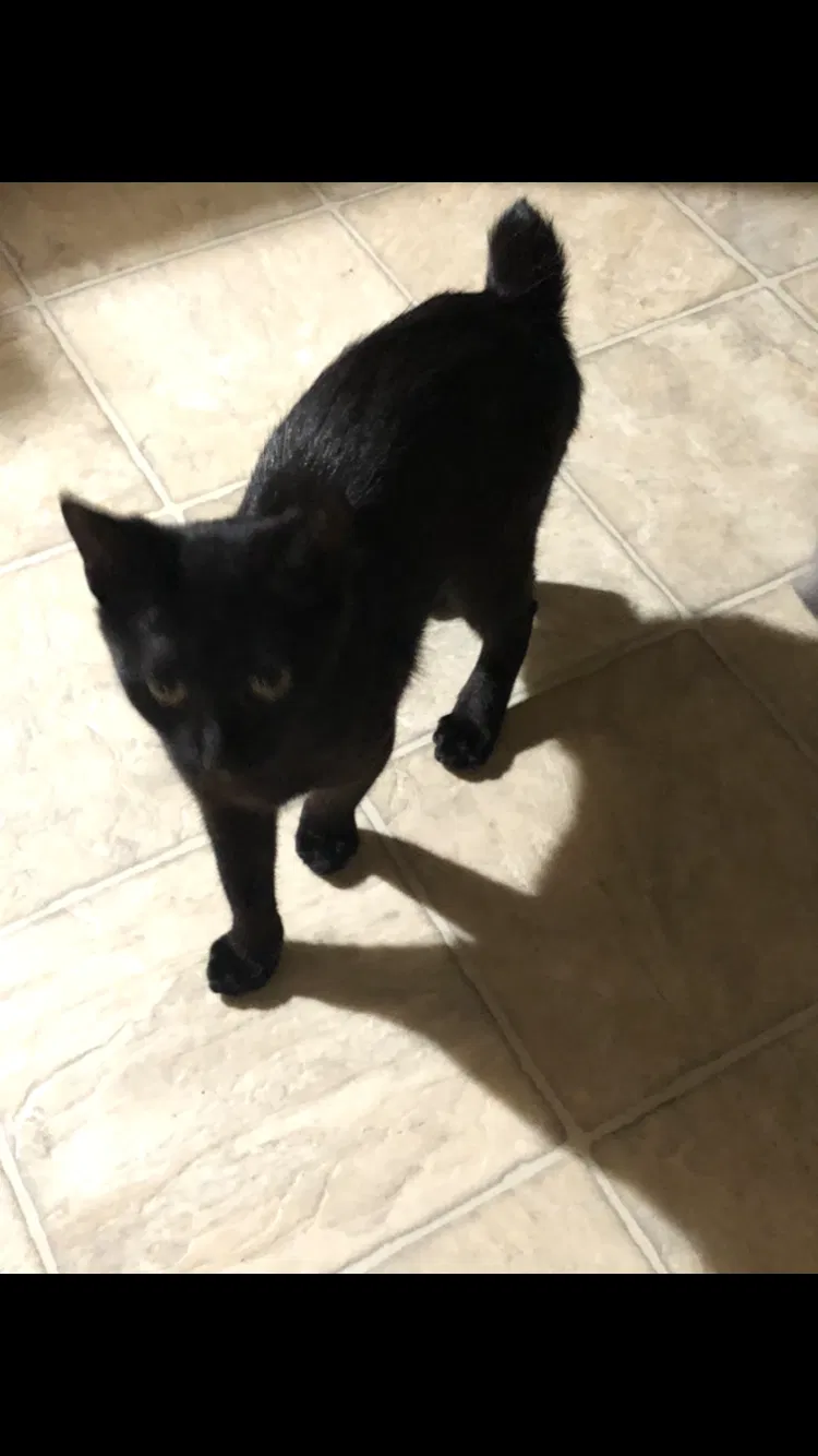 Lost cat in Newport, KY, 41076