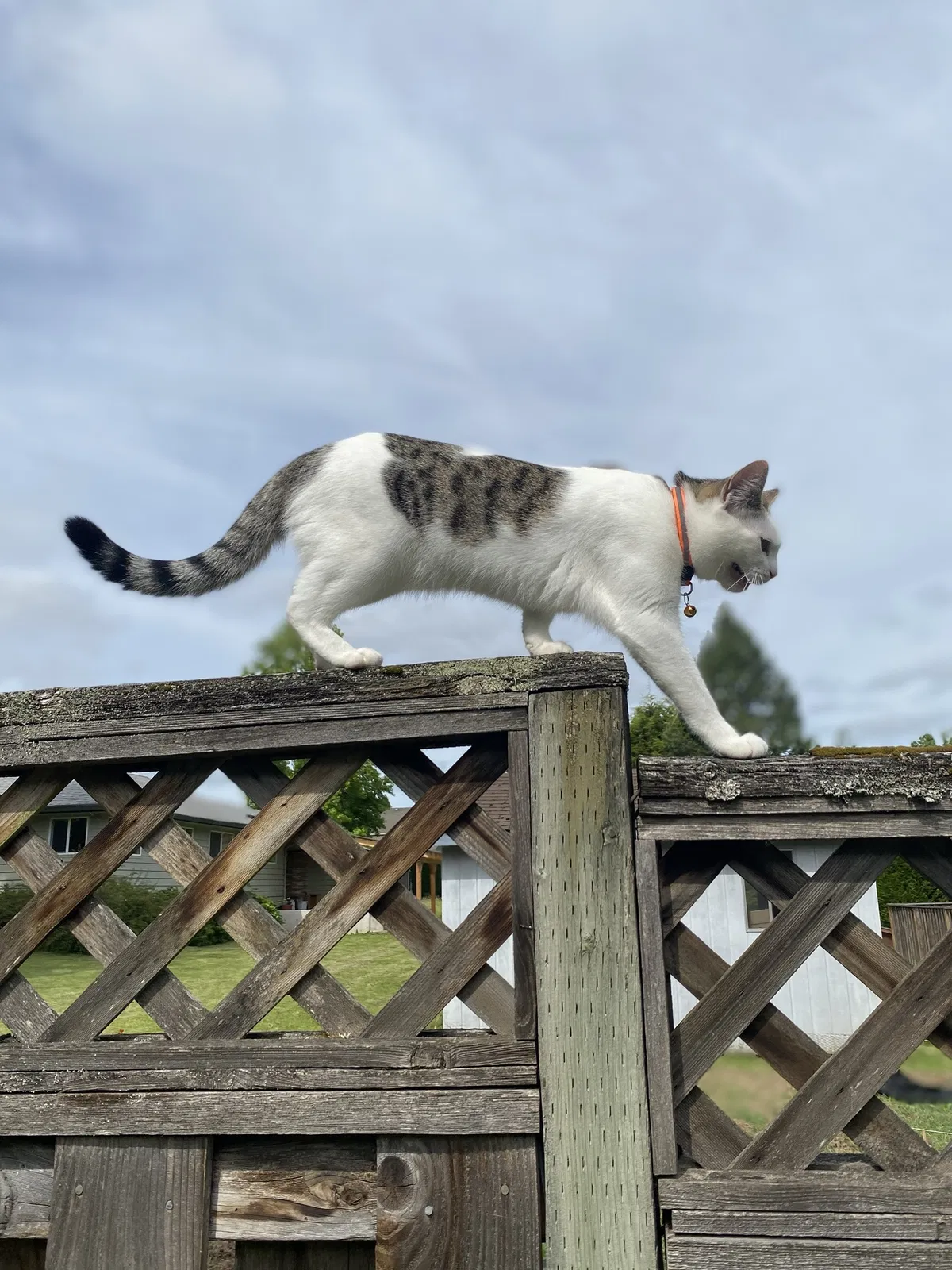Lost cat in Hillsboro, OR, 97123