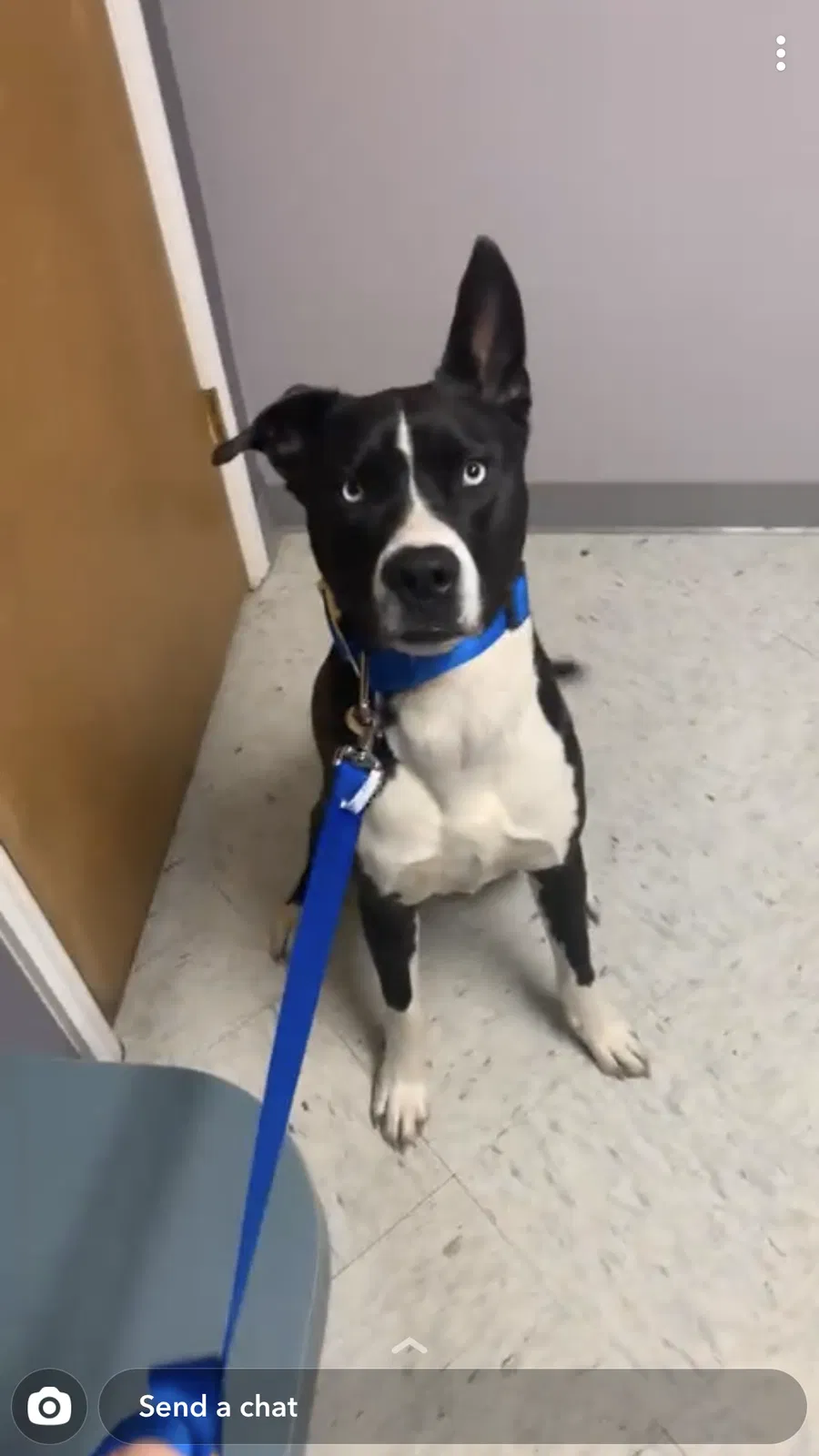 Lost dog in Robbins, NC, 27325