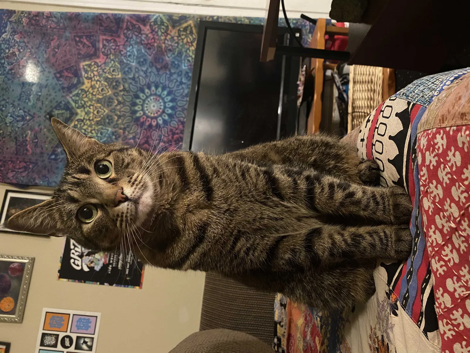 Lost cat in Kimberling City, MO, 65686
