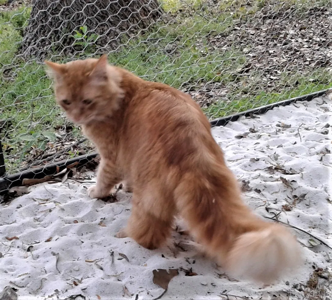 Lost cat in Suwanee, GA, 30024