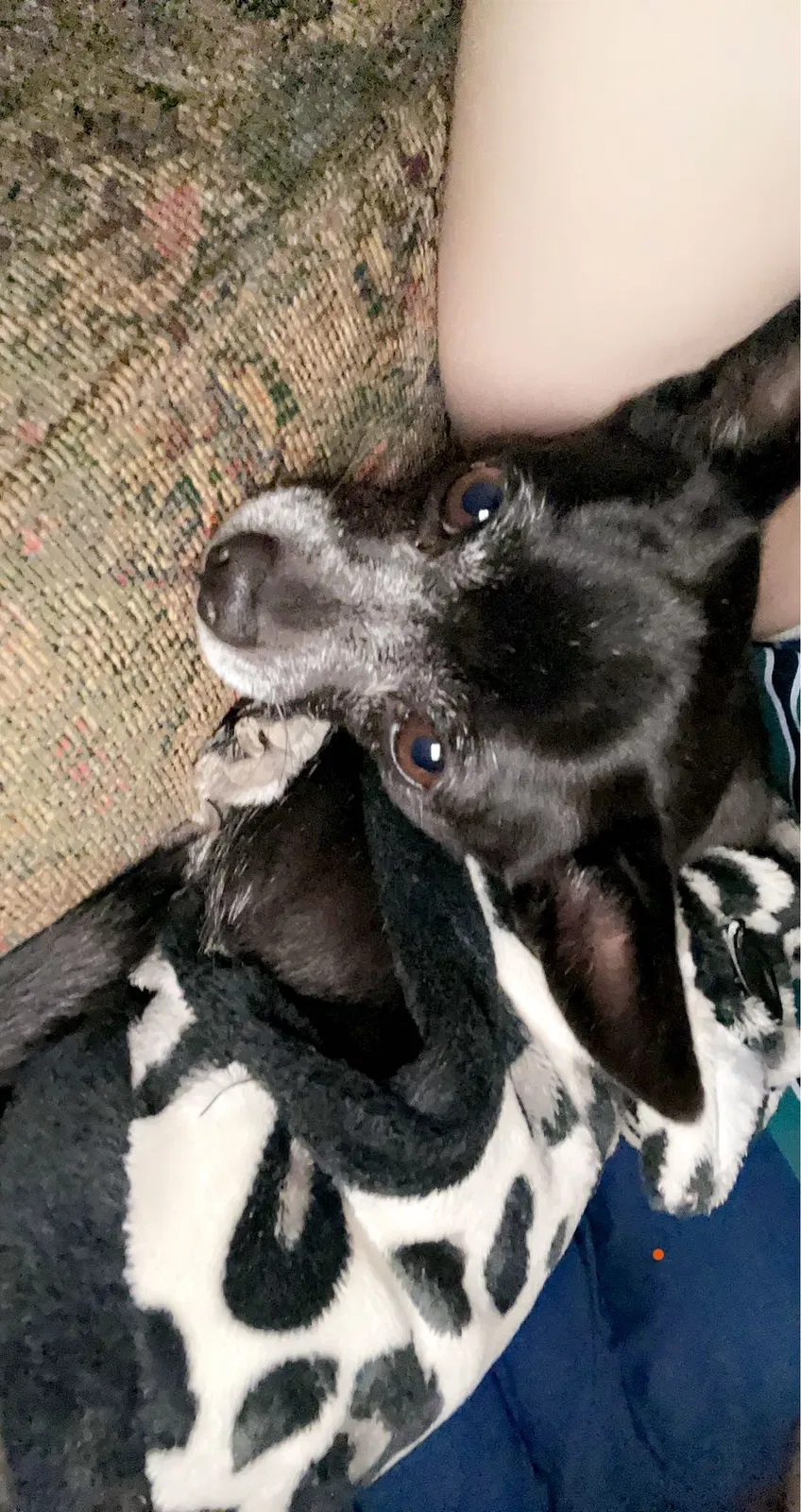 Lost dog in Goodyear, AZ, 85338