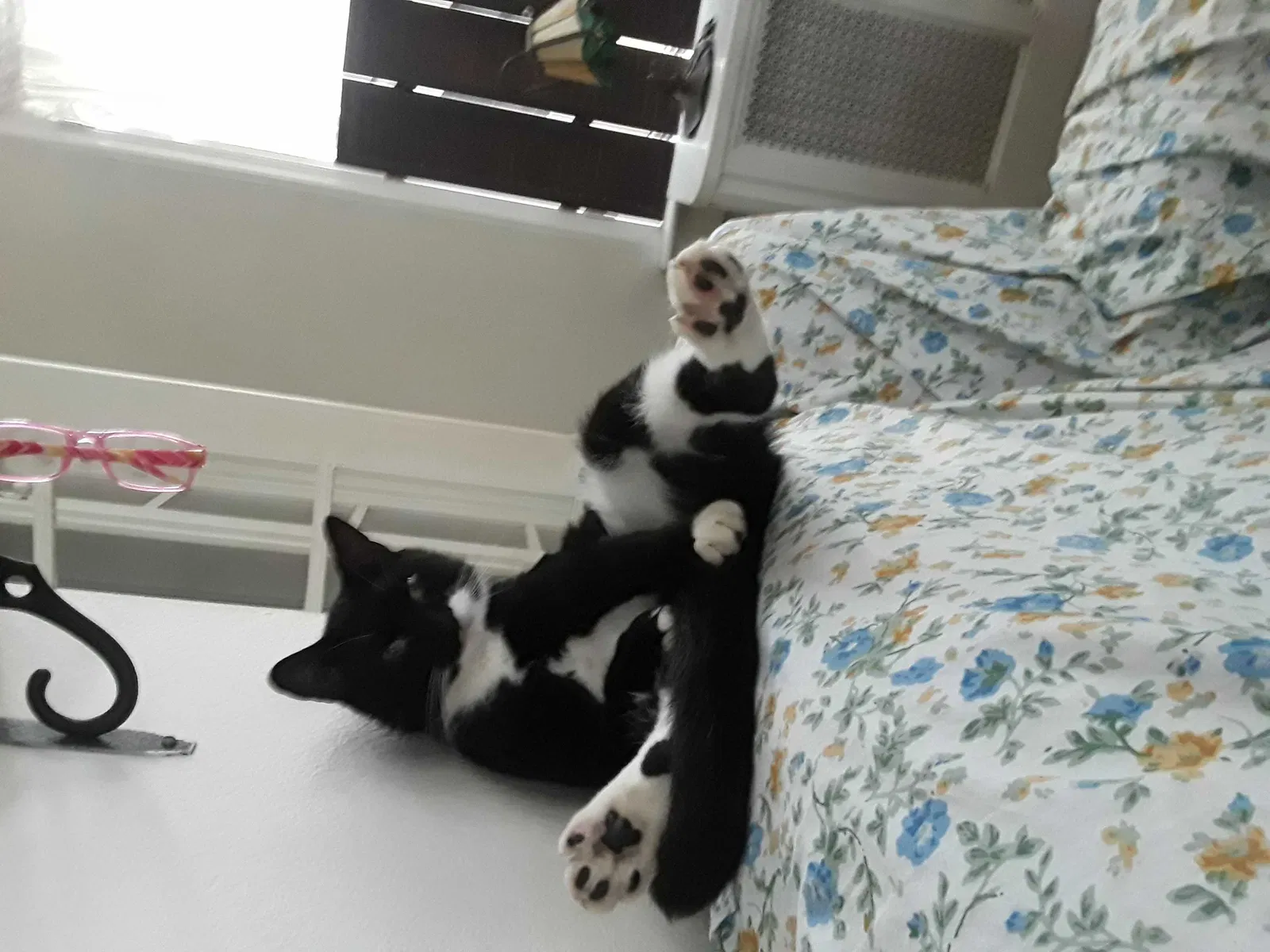 Lost cat in Bristol, PA, 19007