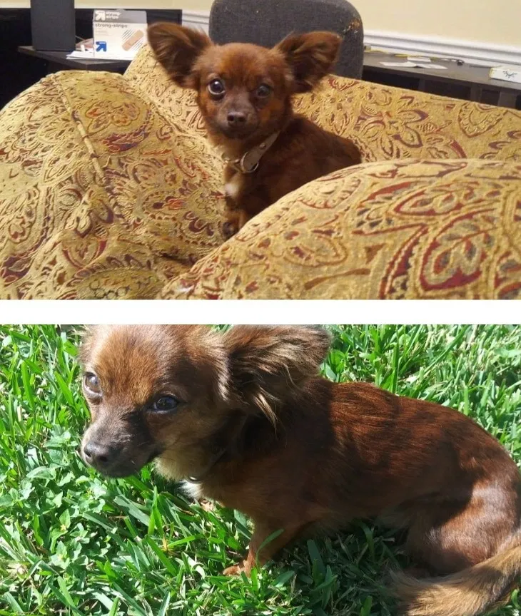 Lost dog in Augusta, GA, 30909