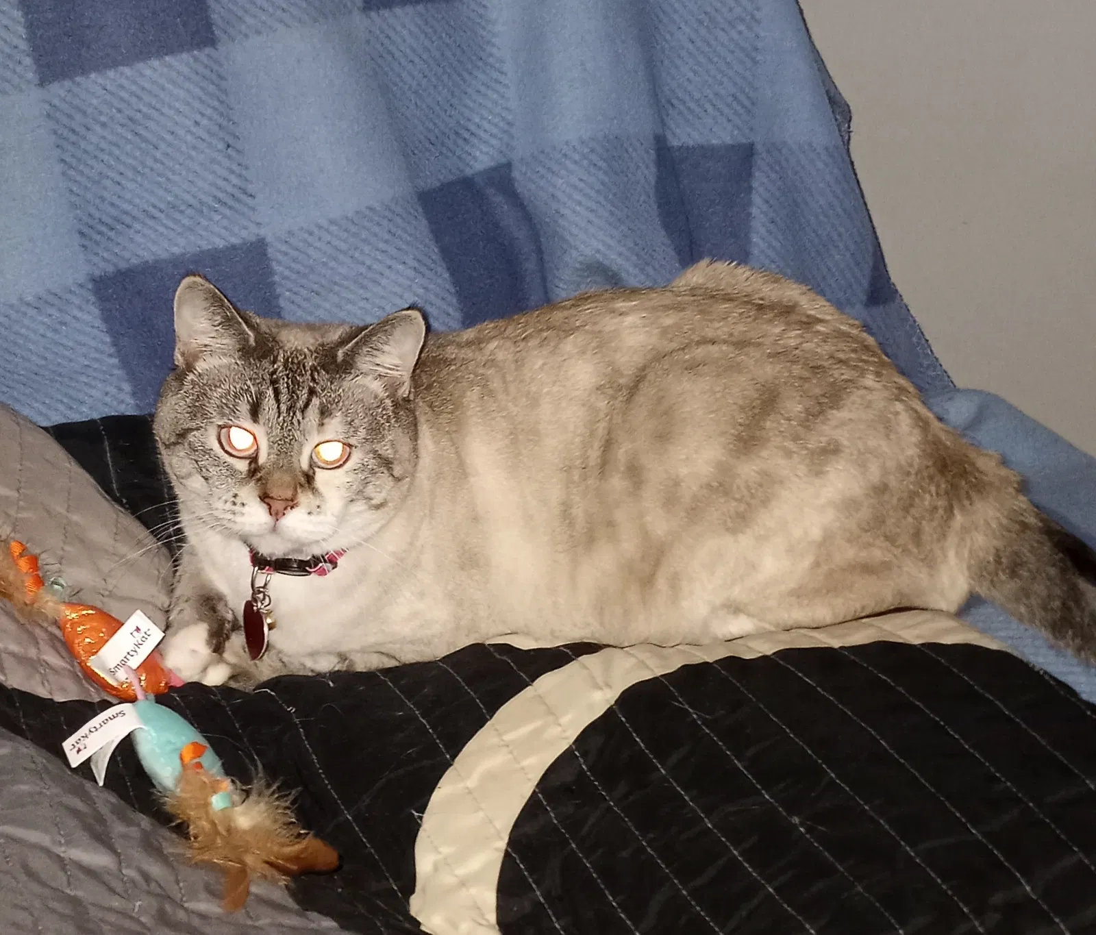 Lost cat in Covington, GA, 30016