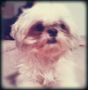 Lost dog in Garland, TX, 75044