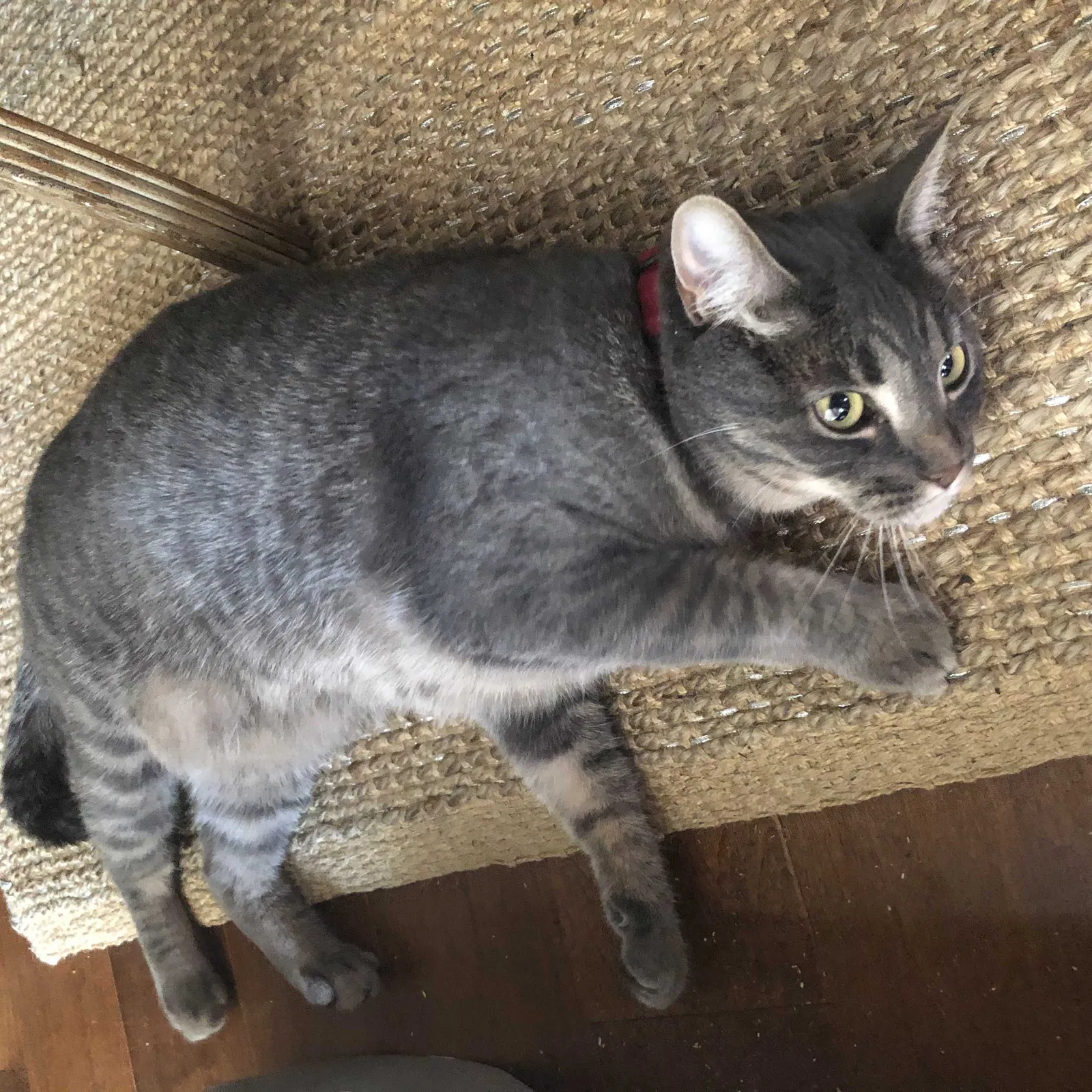Lost cat in Vista, CA, 92083