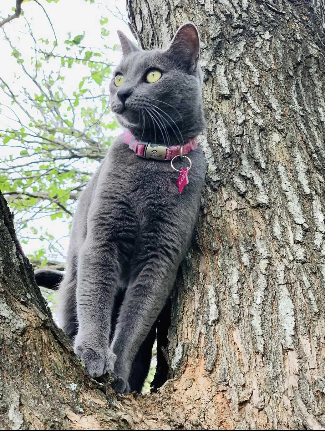 Lost cat in Houston, TX, 77064