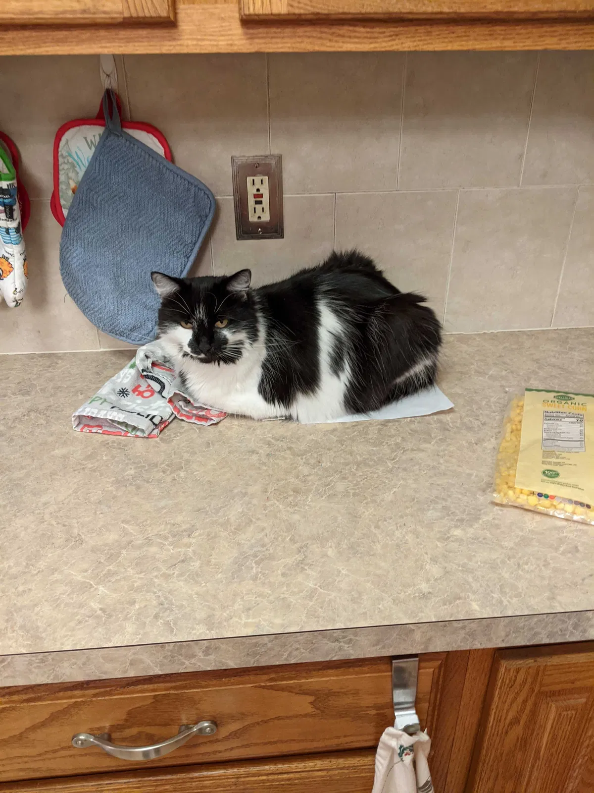 Lost cat in Glen Burnie, MD, 21061