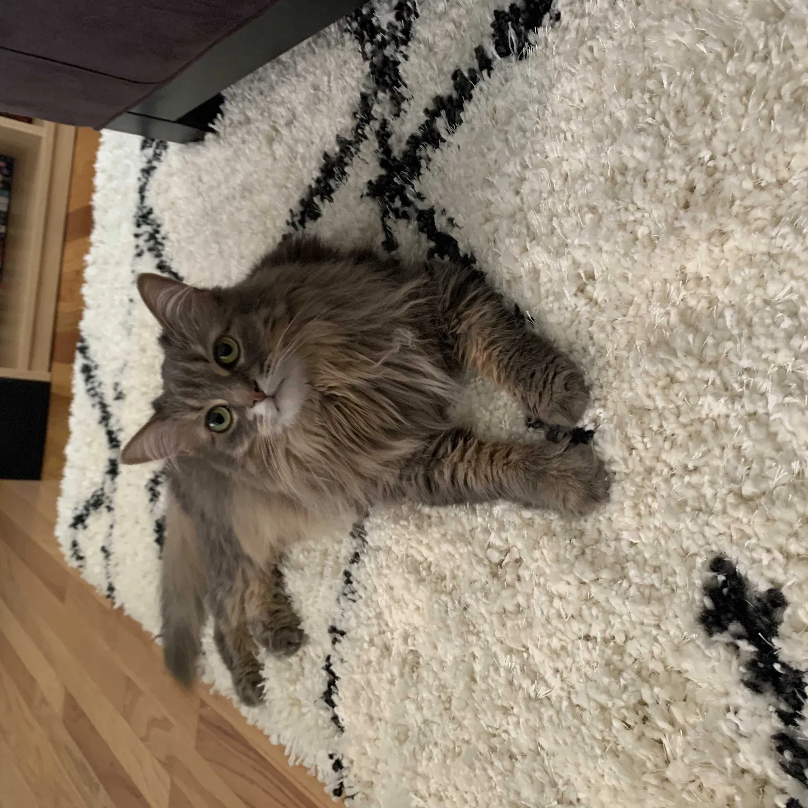 Lost cat in Royal Oak, MI, 48073