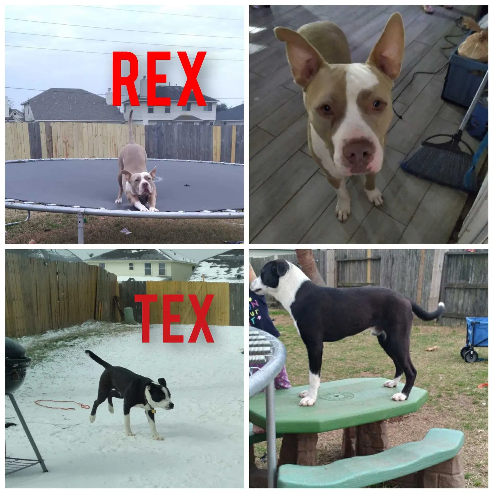 Lost dog in Katy, TX, 77449