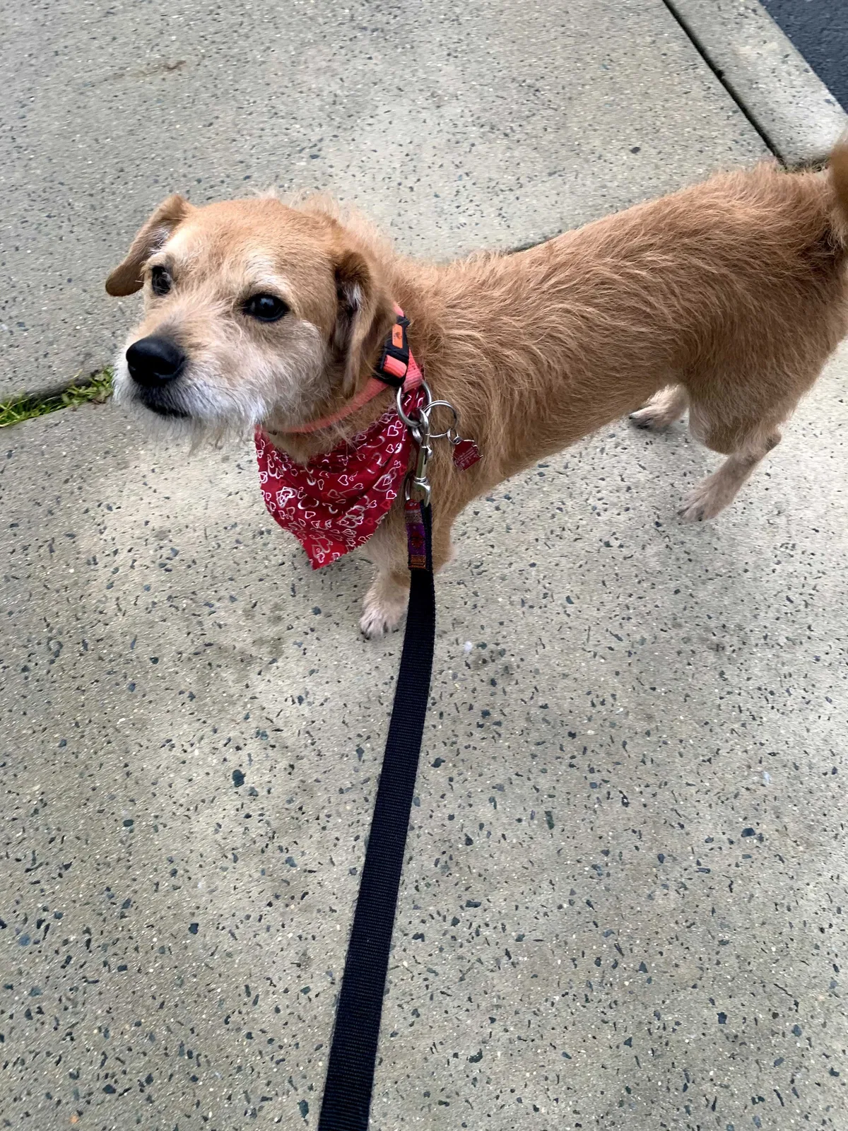 Lost dog in Riegelwood, NC, 28456