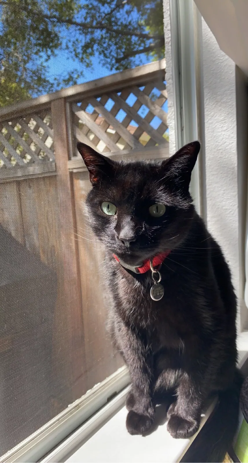 Lost cat in Castro Valley, CA, 94552