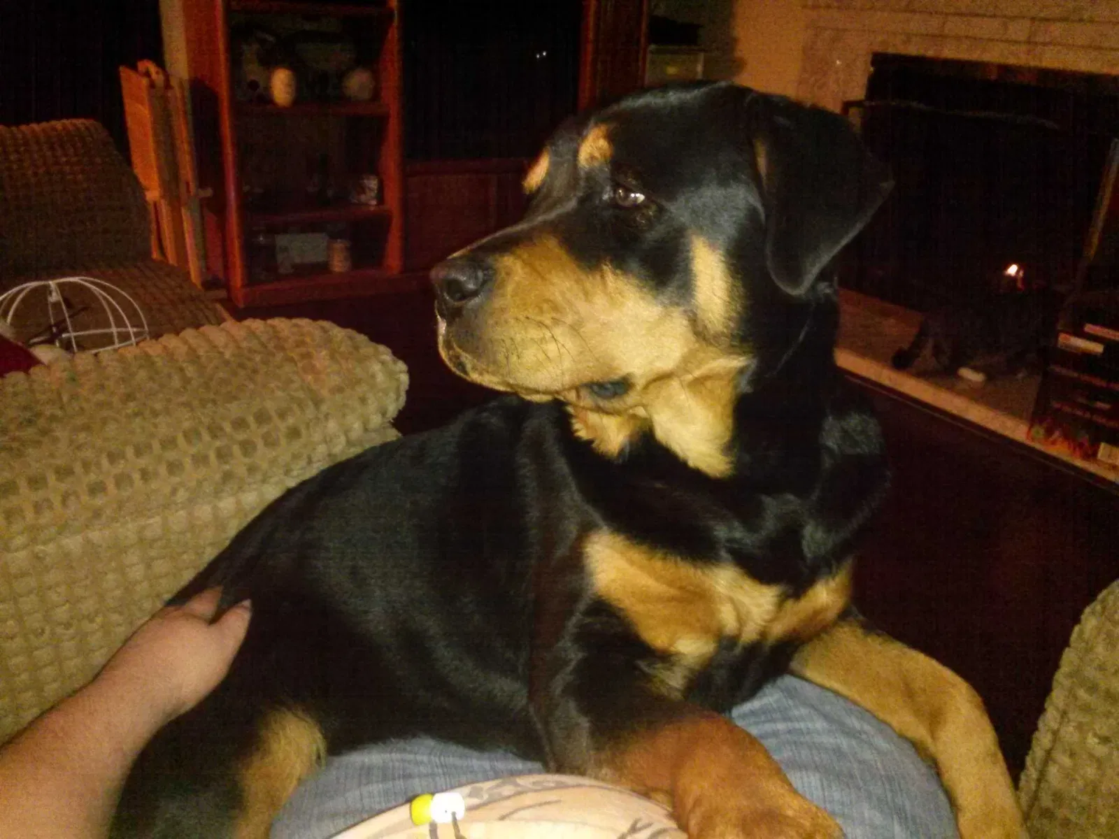 Lost dog in Lancaster, CA, 93535