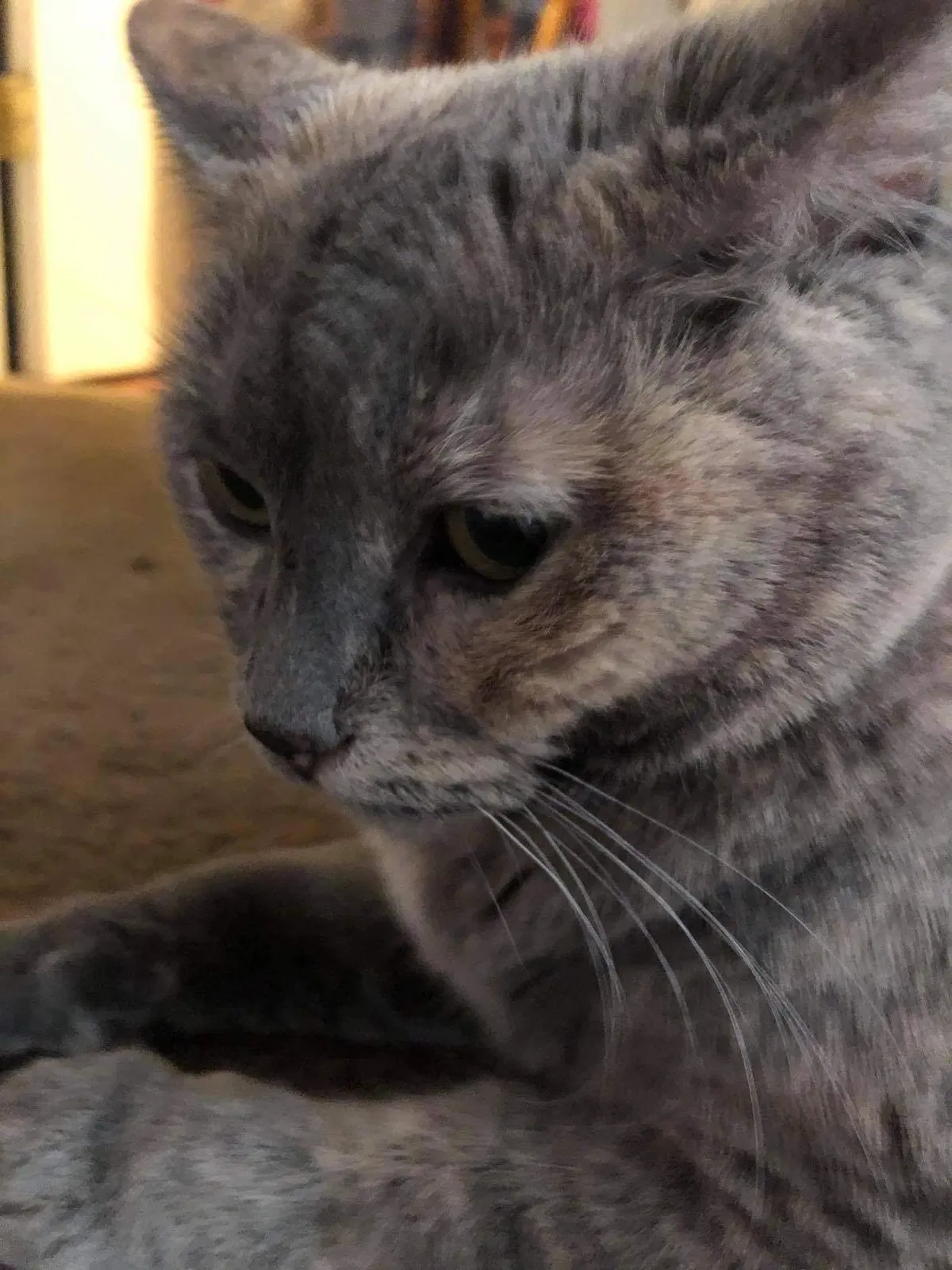 Lost cat in Evansville, IN, 47715