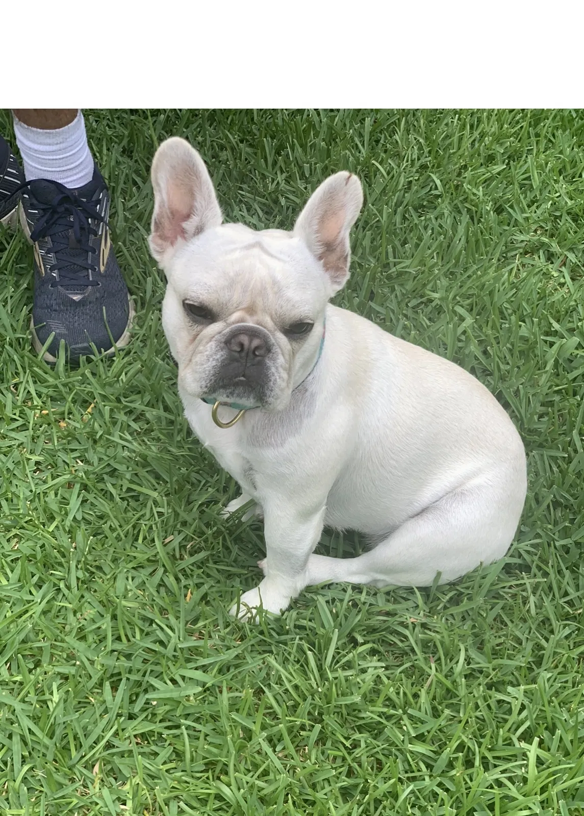 Lost dog in Charleston, SC, 29401