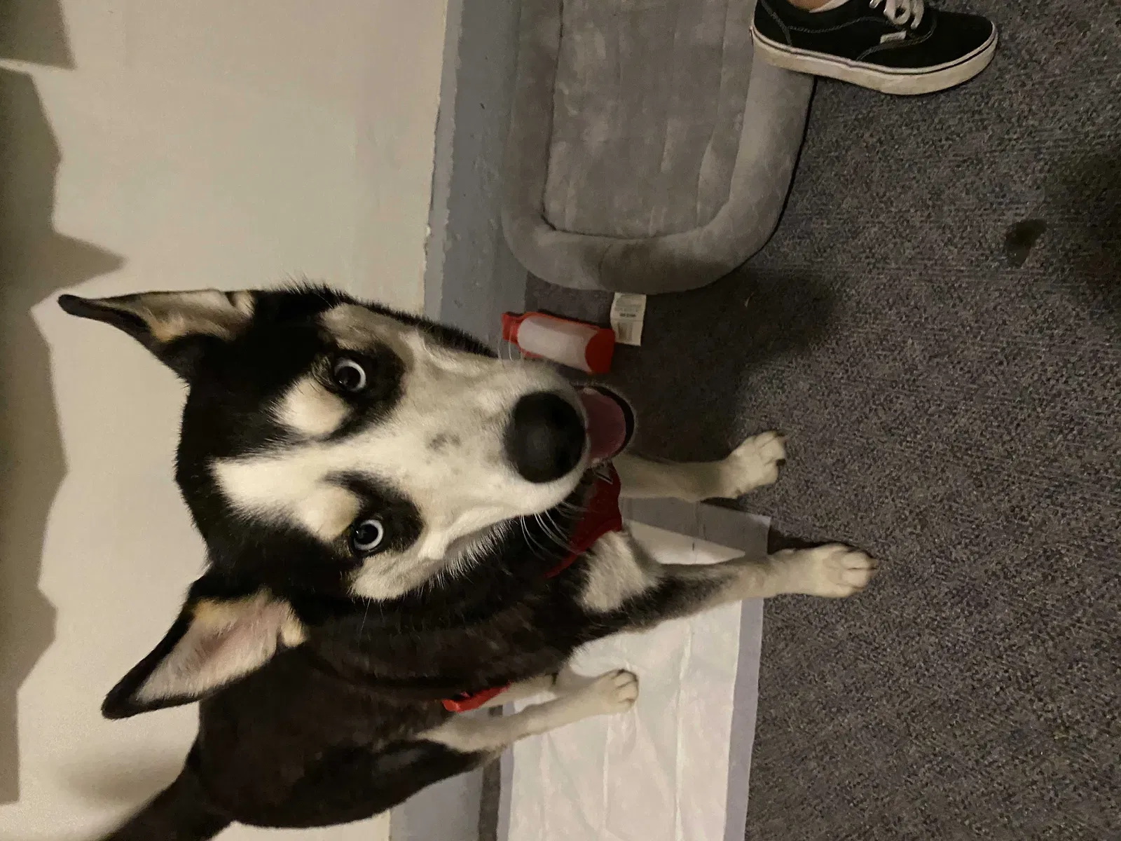 Lost dog in Everett, WA, 98208
