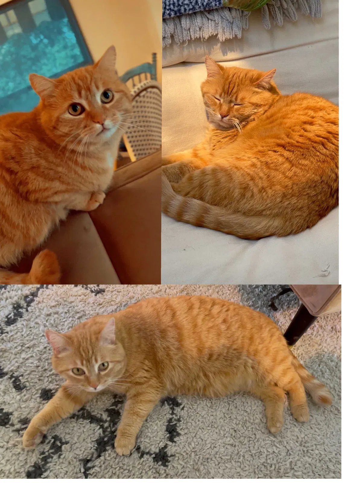 Lost cat in Studio City, CA, 91604