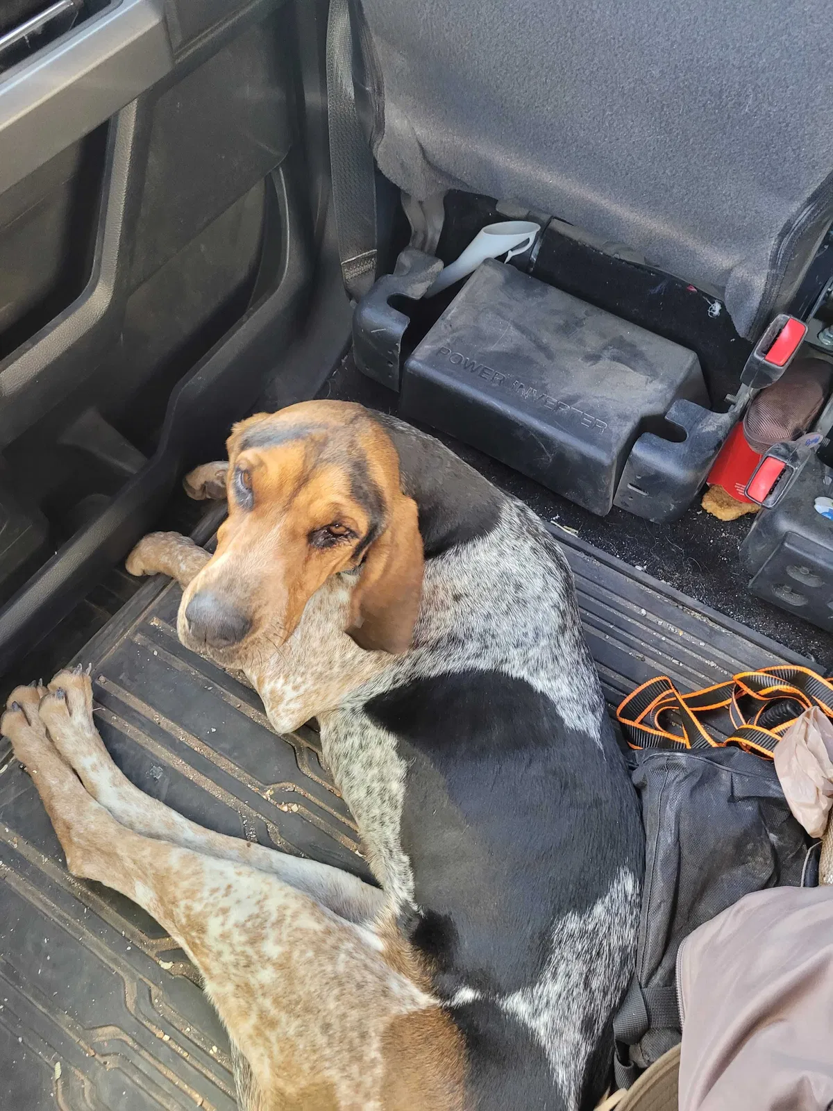 Lost dog in Queen Creek, AZ, 85142