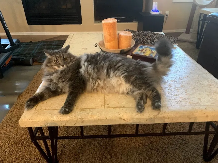 Lost cat in Cave Creek, AZ, 85331