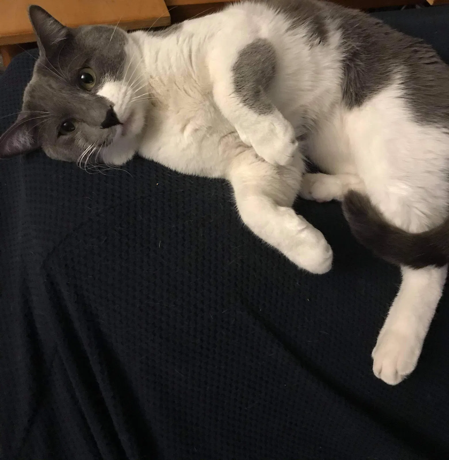 Lost cat in Mesa, AZ, 85204