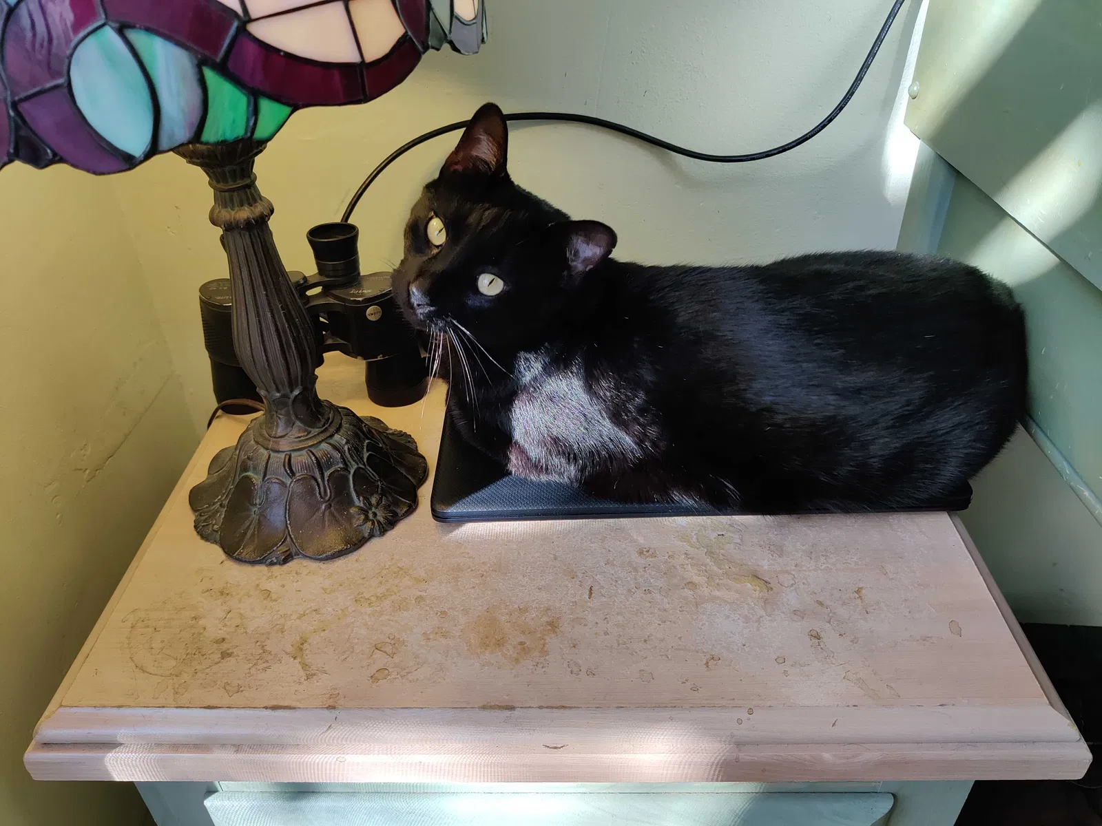 Lost cat in Boynton Beach, FL, 33426