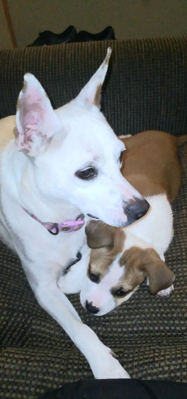 Lost dog in Morse, LA, 70559