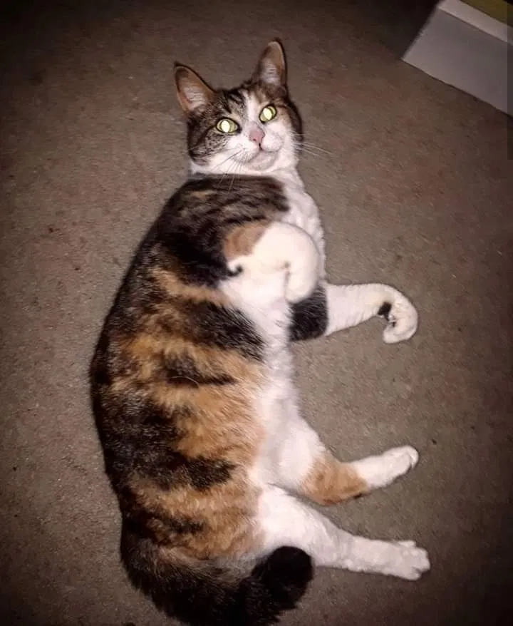 Lost cat in Chesapeake, VA, 23320