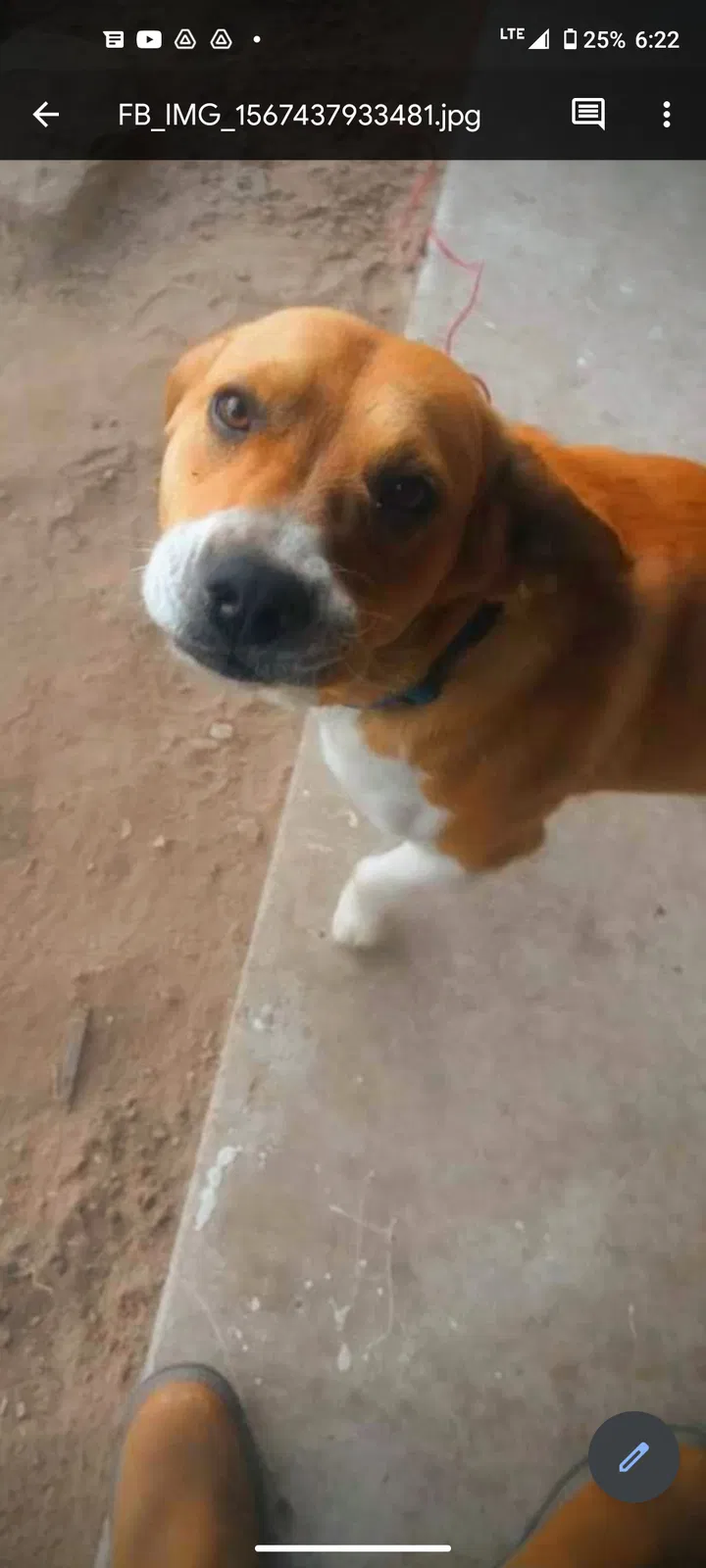 Lost dog in Tulsa, OK, 74107