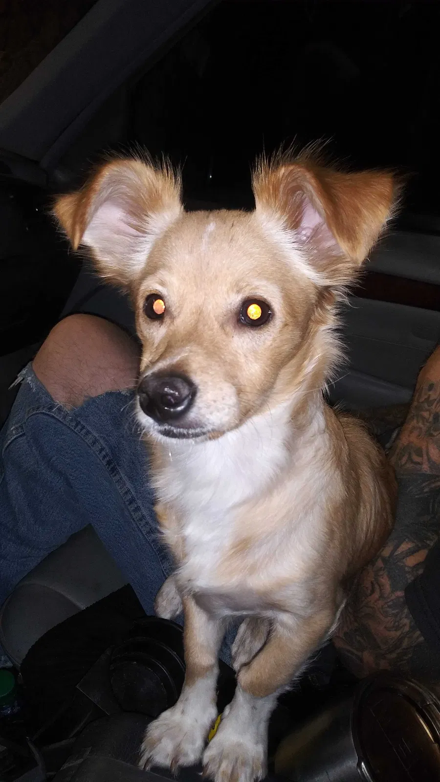 Lost dog in Lubbock, TX, 79413