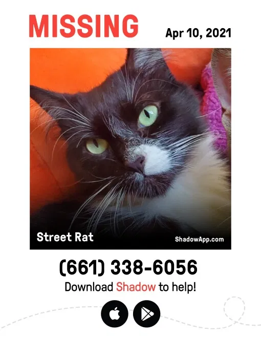 Lost cat in Bakersfield, CA, 93305