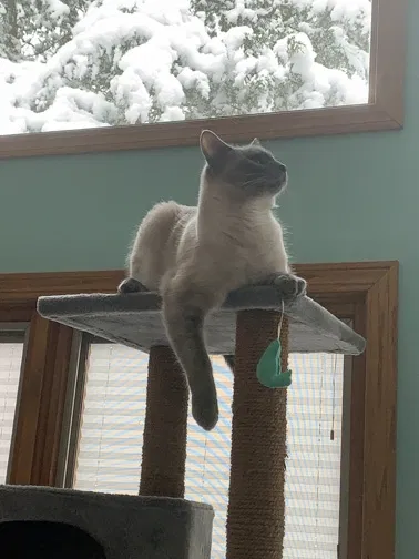 Lost cat in Rolling Meadows, IL, 60008