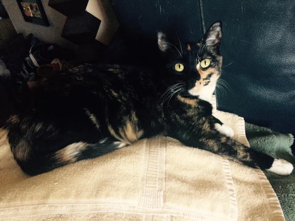 Lost cat in San Diego, CA, 92101