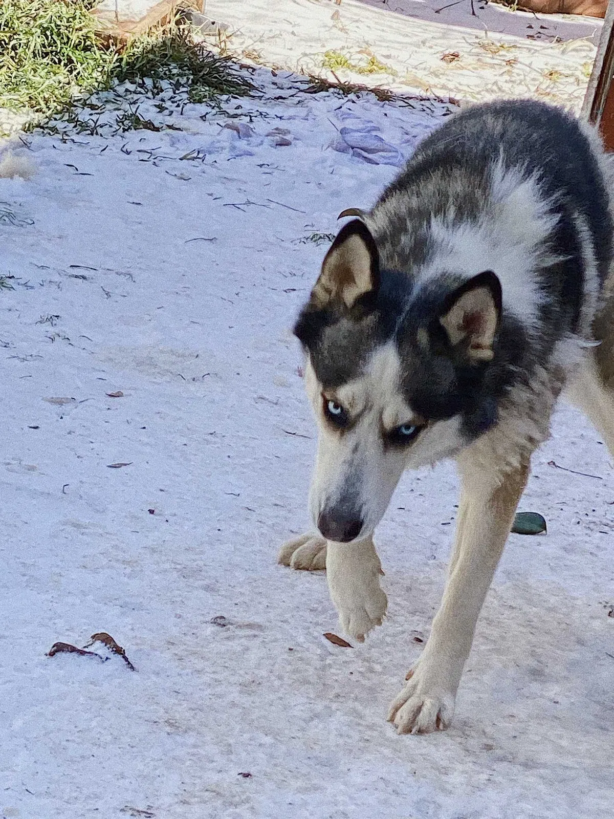 Lost dog in Richmond, TX, 77406