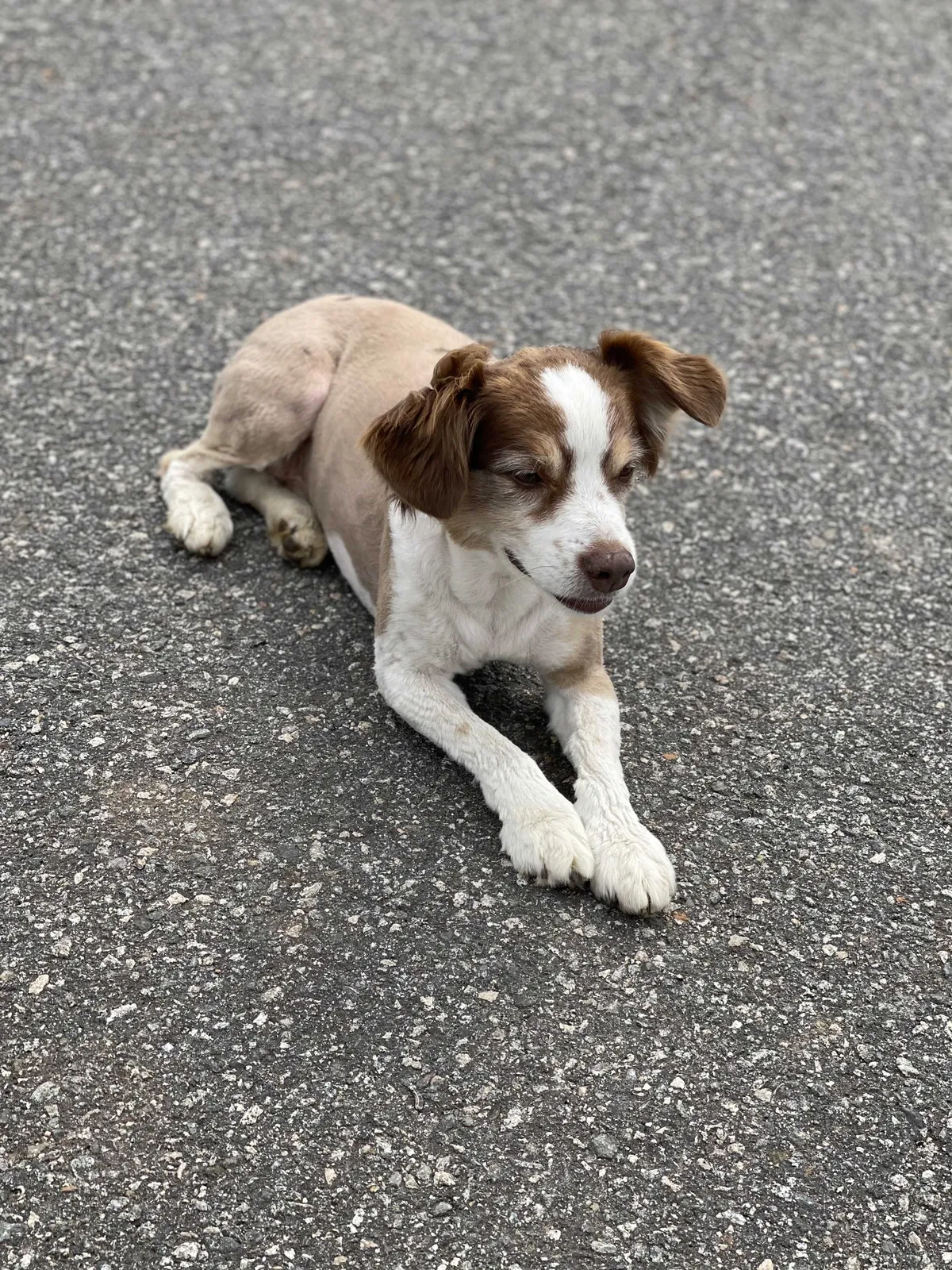 Lost dog in Mooresville, NC, 28115