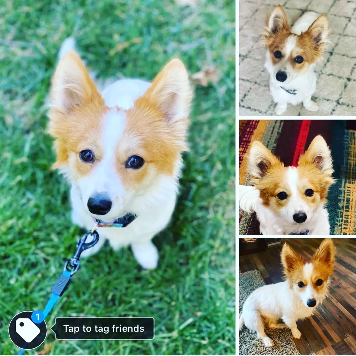 Lost dog in Woodland, CA, 95776