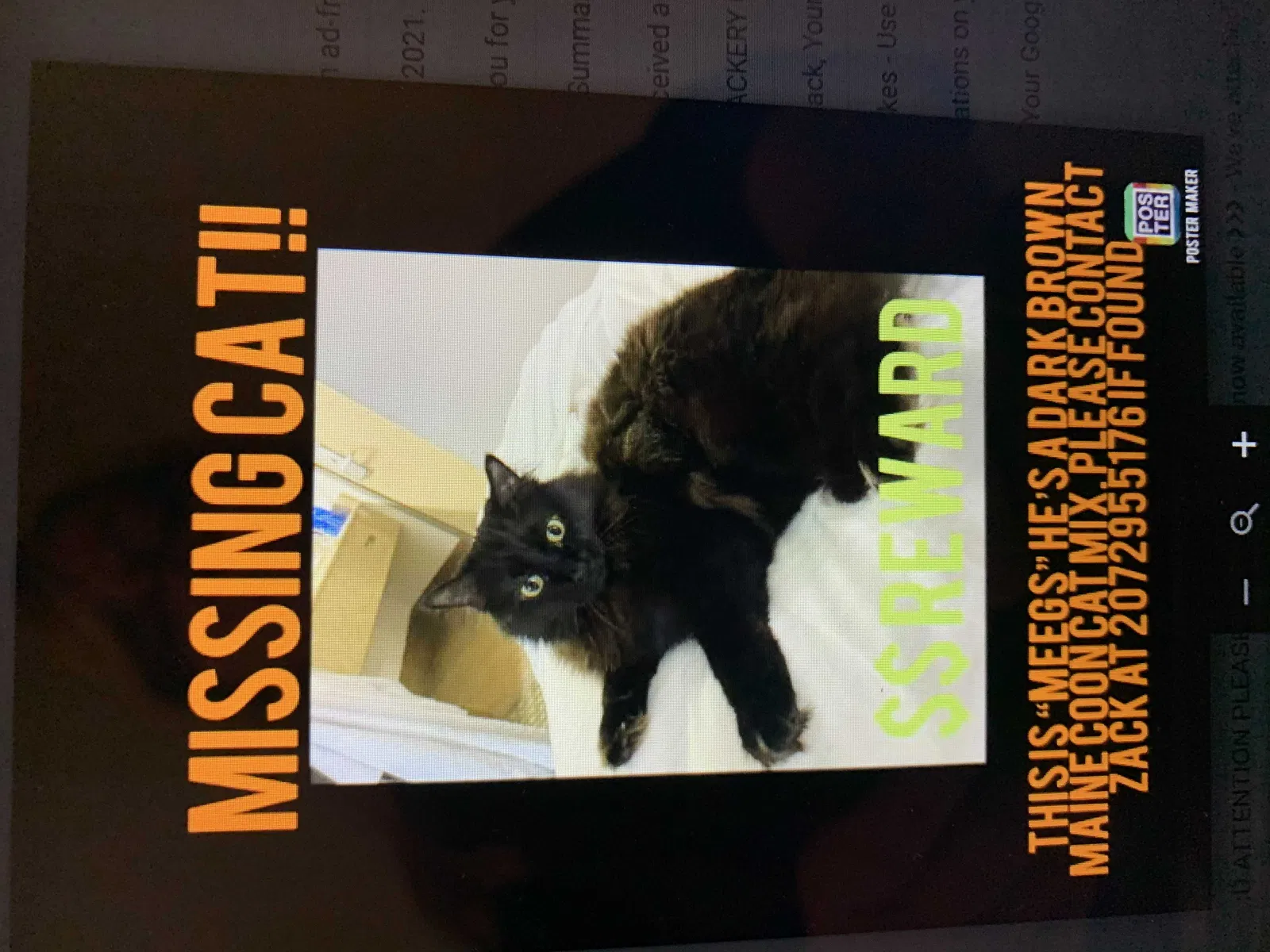 Lost cat in Ocala, FL, 34482