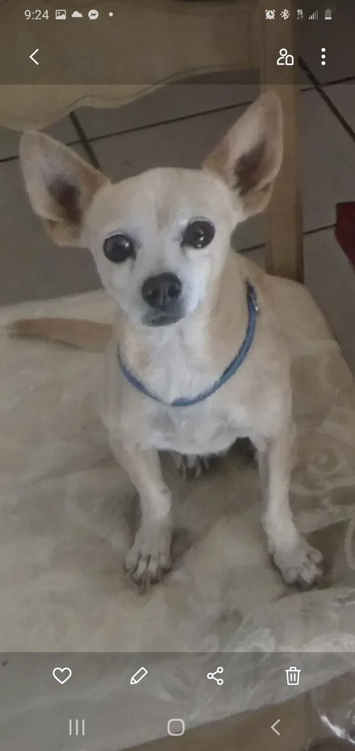 Lost dog in El Paso, TX, 79915