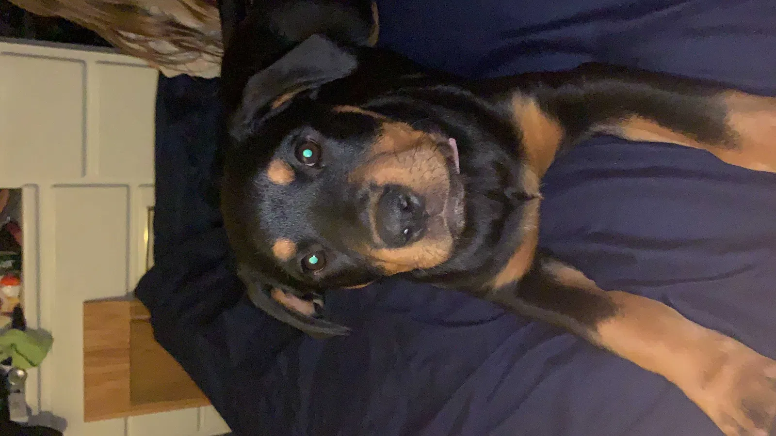 Lost dog in Sacramento, CA, 95828