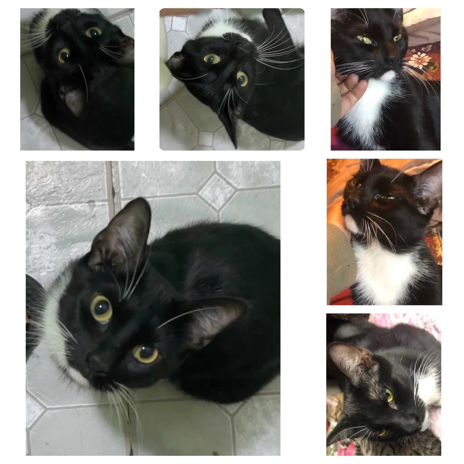 Lost cat in Woodside, NY, 11377