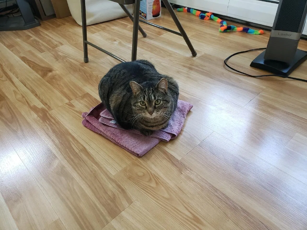 Lost cat in Whitinsville, MA, 1588