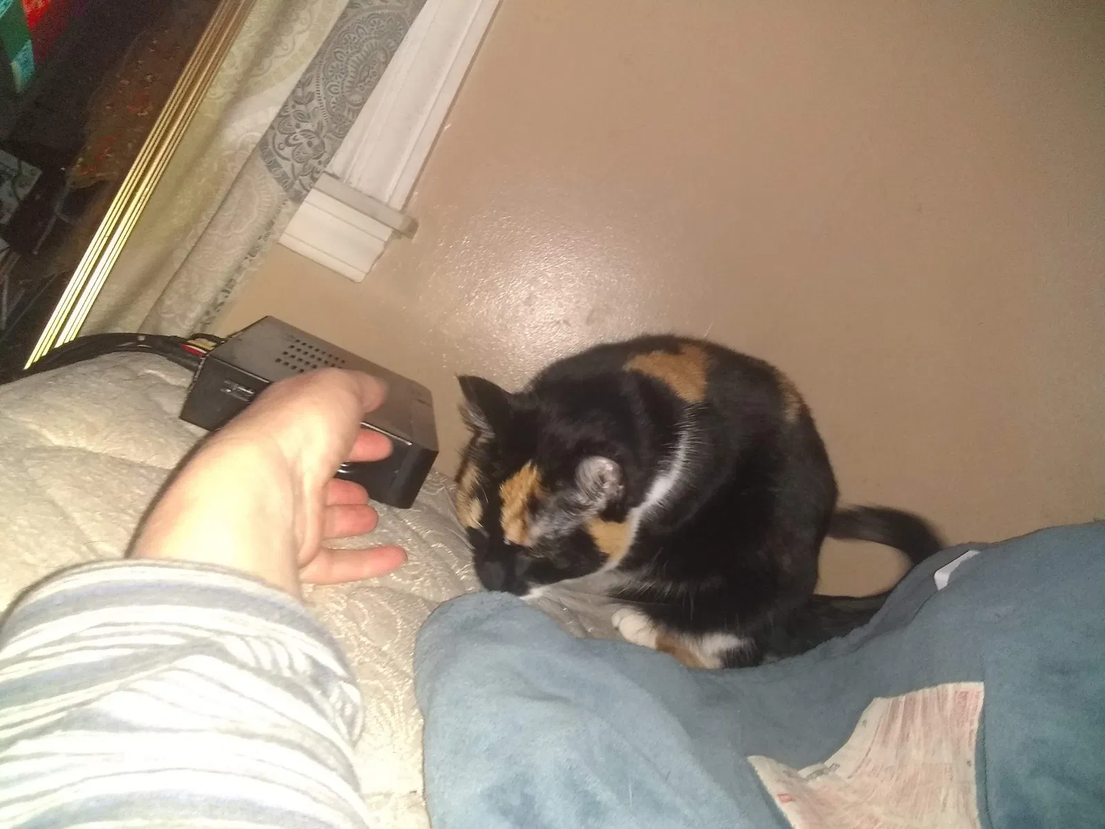 Lost cat in Eastpointe, MI, 48021