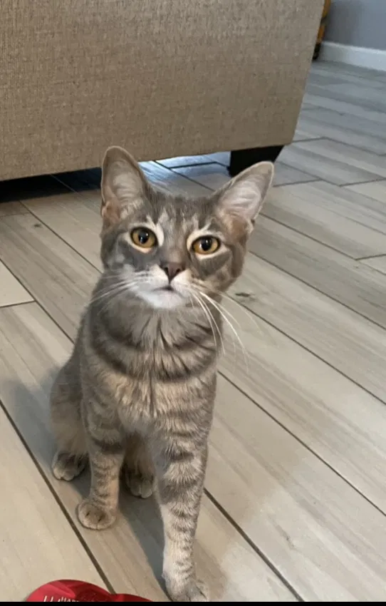 Lost cat in El Paso, TX, 79928