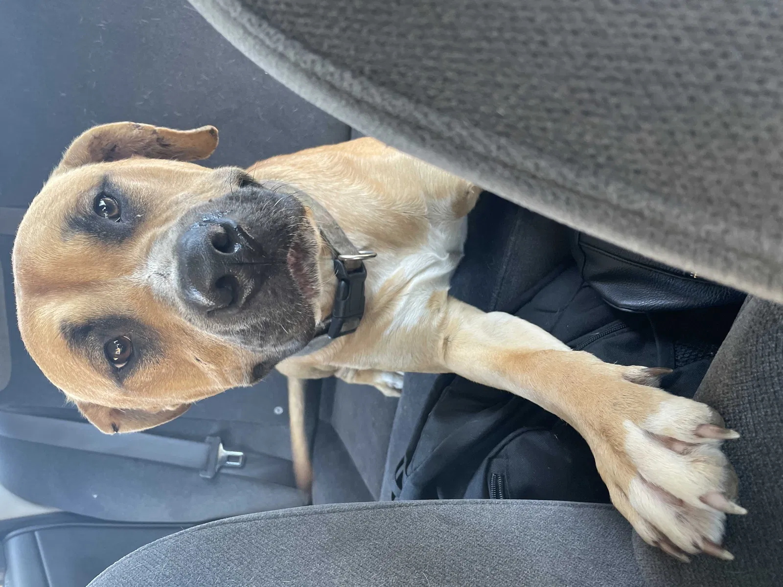 Found dog in Middletown, OH, 45044
