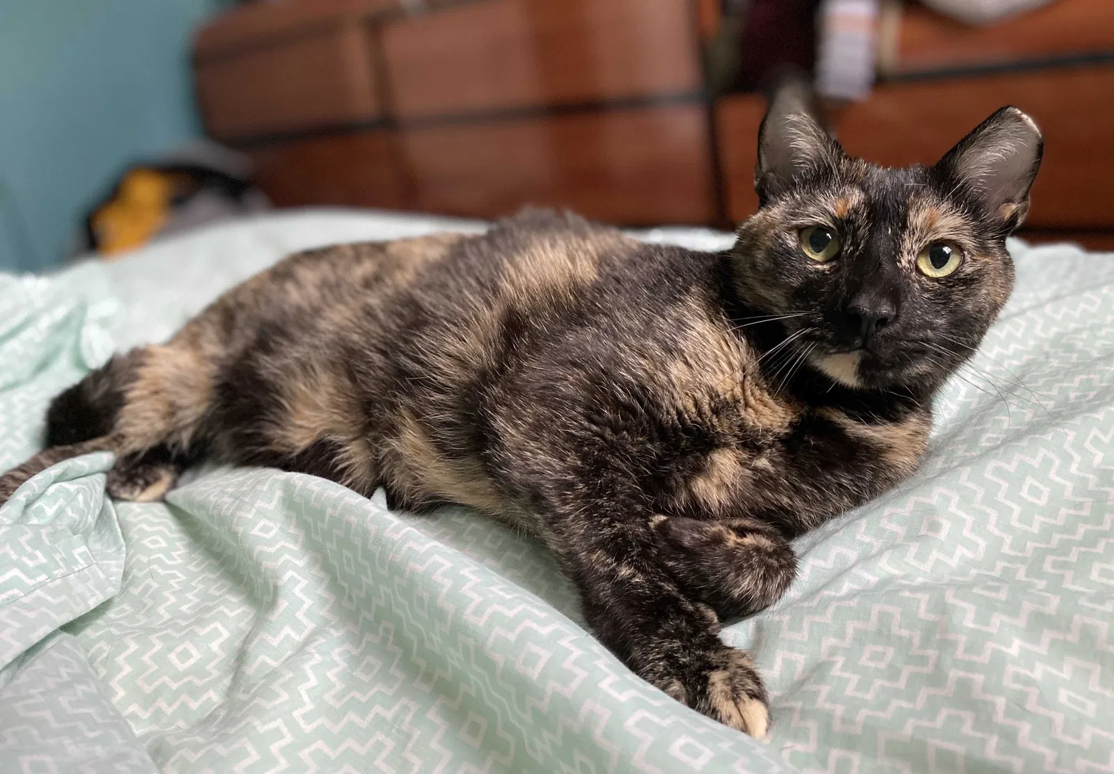 Lost cat in Hempstead, NY, 11550