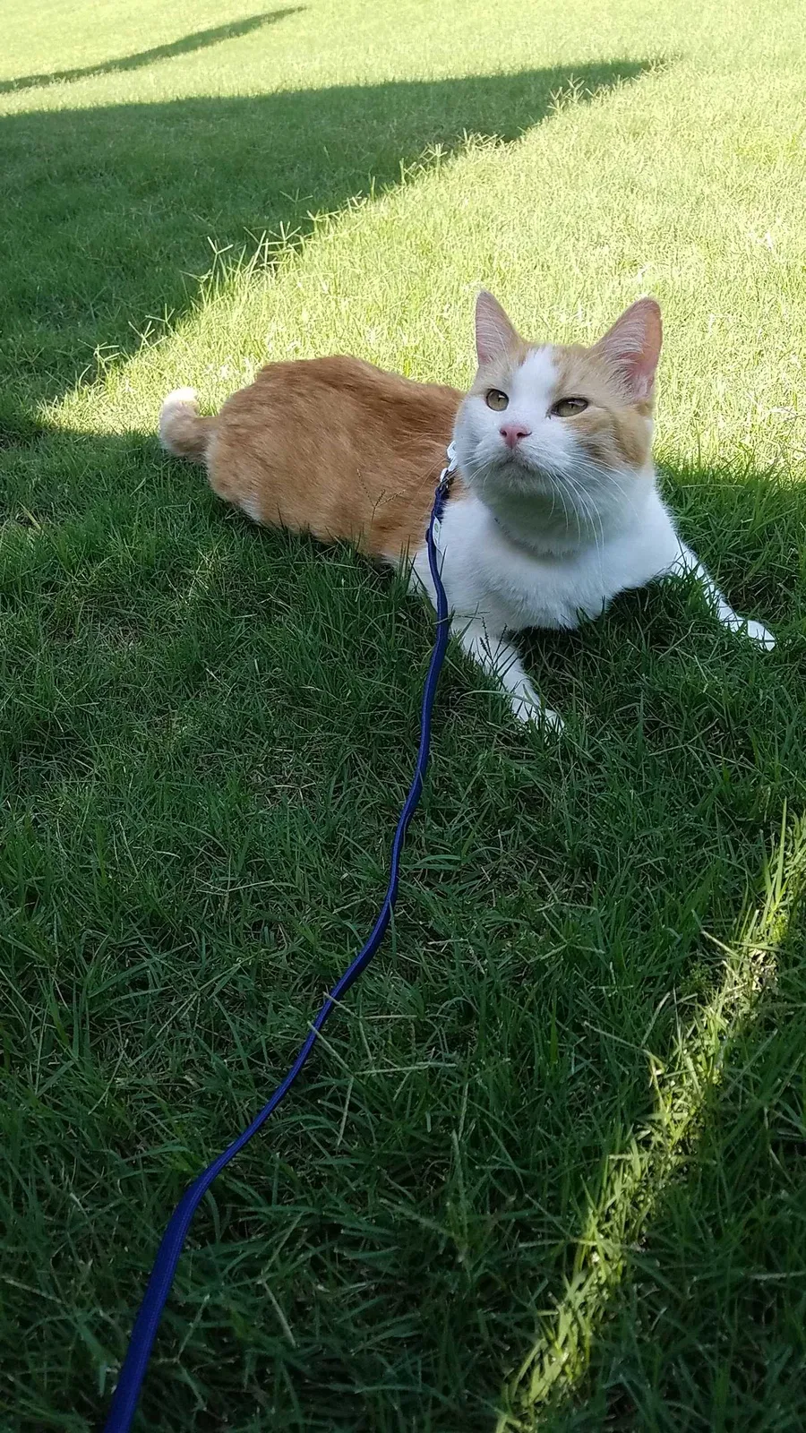 Lost cat in Mckinney, TX, 75071