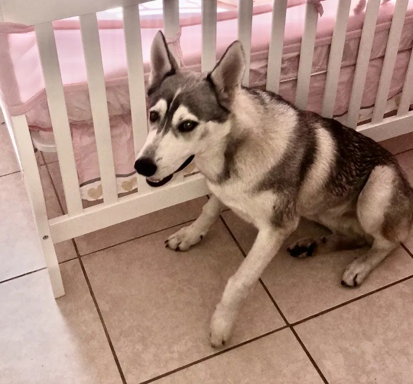 Lost dog in Miami Gardens, FL, 33056