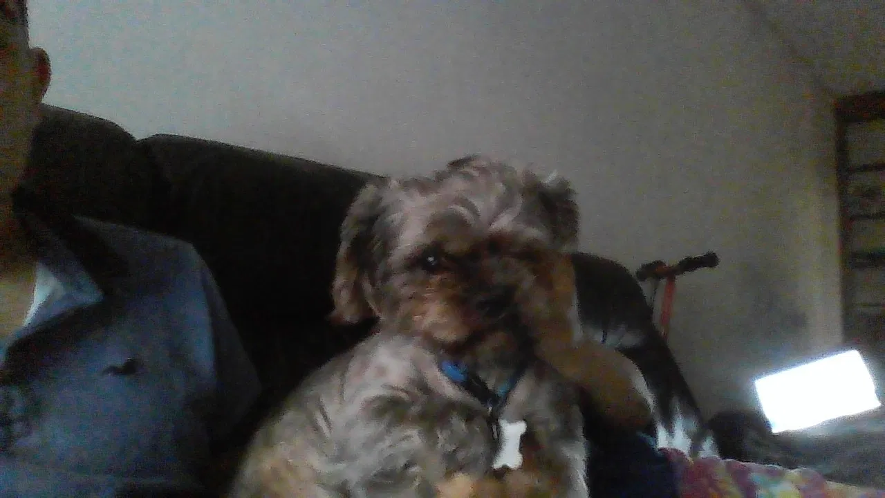 Lost dog in Norcross, GA, 30093